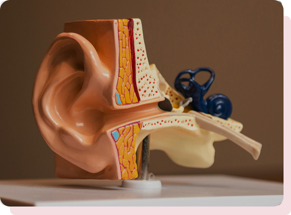 Ears